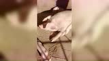 最近这个视频火了！怎样喂猪增加产仔数