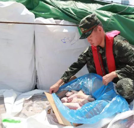 一个月连破3起冻肉走私案，走私肉传播非洲猪瘟需严防