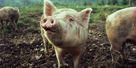 第17起，内蒙古、河南各发生一起非洲猪瘟疫情！