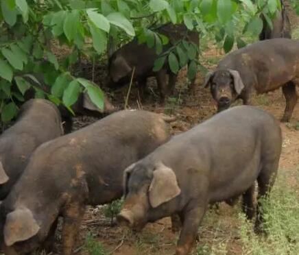 大环境下，这类养猪人或将迎来重大利好！