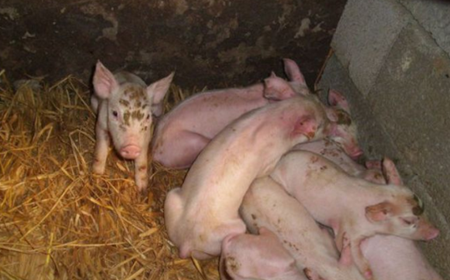 解决这4个仔猪饲养漏洞，让你仔猪成活率大大提高!