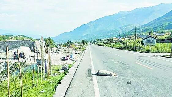 疯了？想把猪“卖”到近28元/斤！被撞猪主人构成敲诈刑拘10天!