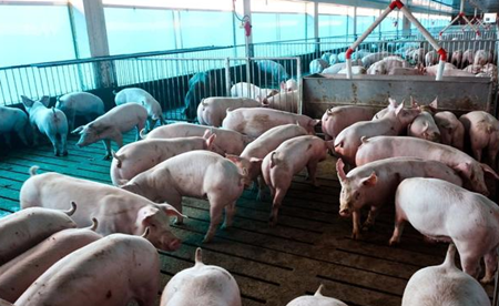 不死，不长，不愈，这样的猪病怎么破？