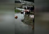 一猪有难，全猪帮忙！