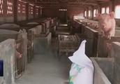 去年养猪有多赚钱？千头猪场轻松超过50万？