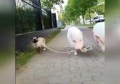 现在猪都成精了？还会遛猫！