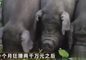 白手起家！养这种猪，一年狂卖两千万？