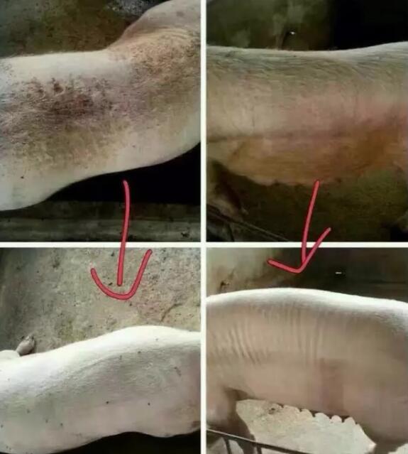 猪驱虫后，如何判定驱虫药是否有效果？没拉虫是否有效？