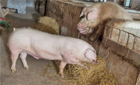 这个猪病能引起各地养猪人的关注，确实不简单！