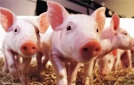 秋季猪场传染病高发,养猪户须了解的猪三大传染病的防治！