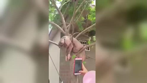 谁说猪不会上树的#搞笑#
