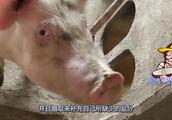 科学养殖才能致富，猪的这些“坏习惯”千万不要忽视！