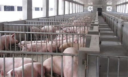 养猪场“常见猪病用药的五组秘方”治疗程序介绍