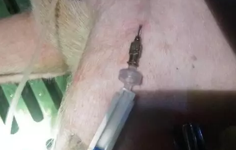 做一个合格的执业兽医，输液这一关必须娴熟，必须遵循这七大原则！