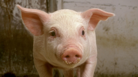 饮水给药错误严重可导致畜禽中毒！水使用的这些禁忌你都了解么？