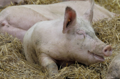 9月20日，黑龙江省重大动物疫病防治指挥部紧急发电，称在送检的喷雾干燥猪血浆蛋白粉的其中一个批次，监测结果为非洲猪瘟病毒核酸阳性。