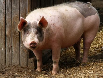 专家说中国要依赖美豆喂养庞大的猪群！中国高管霸气回复：你错了.....