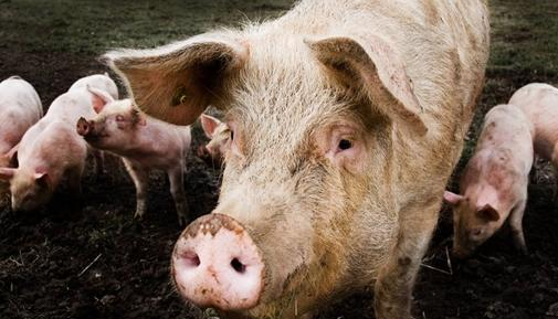 雏鹰农牧高管1.25亿血本无归，谁拖垮了“养猪第一股”？