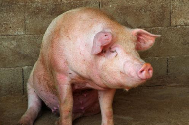 为落实国务院防控非洲猪瘟专题会议要求，9月18－21日，农业农村部联合公安部、卫生健康委组成第一联合督查组，赴内蒙古、黑龙江、吉林开展非洲猪瘟防控工作督查。