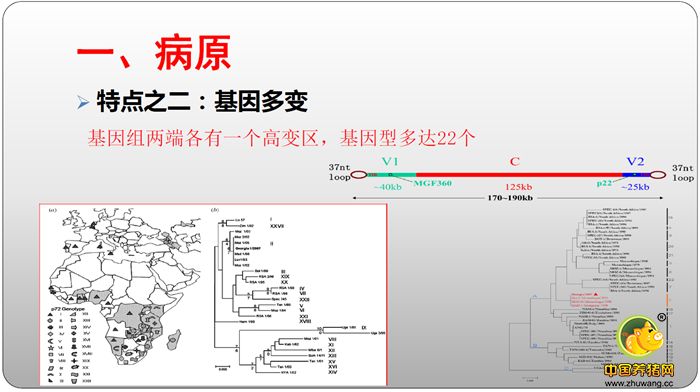 一、病原 特点之二：基因多变