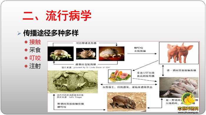 二、流行病学 传播途径多种多样 接触 采食 叮咬 注射