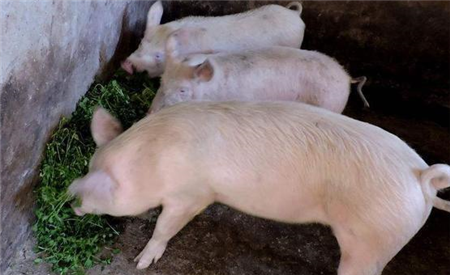 走私猪肉冲击进口大格局 美国份额可能跌出前五