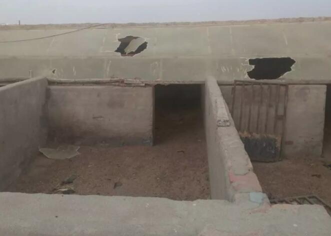 上百头猪被强行扑杀猪农损失惨重，距疫区50公里缘何遭此劫难？