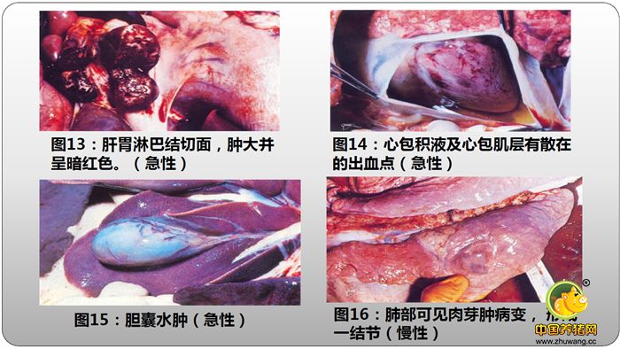 肝胃淋巴结切面，肿大并呈暗红色。（急性）