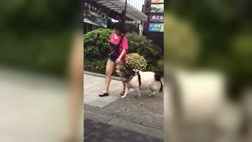 什么时候流行养猪了，如果馋肉了，妹子会有啥想法吗？