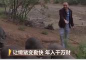 一名建筑商人，却养猪养出新花样，一年时间，销售额超过2000万元