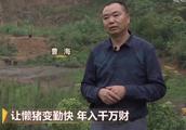 80后小伙养猪有绝招，别人亏钱，他赚钱，年销售额达2000万元