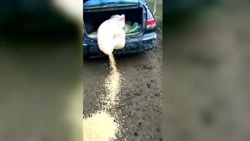 放养猪如何喂食？看看就知道了！