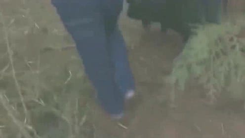 养殖户用这3种新方法养猪，年收入翻了好几倍，真是令人大开眼界