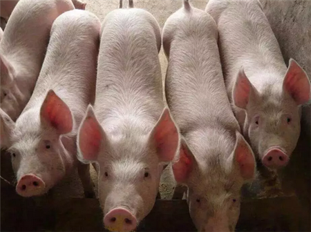 猪病呼吸道三大杀手！详见内文！