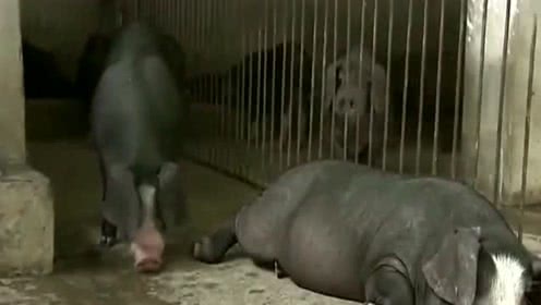 村大哥的养猪妙招，一年稳赚500万，这样的赚钱方法真是牛