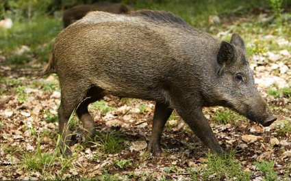 辽宁关闭全省生猪交易市场，加强生猪及产品移动监管