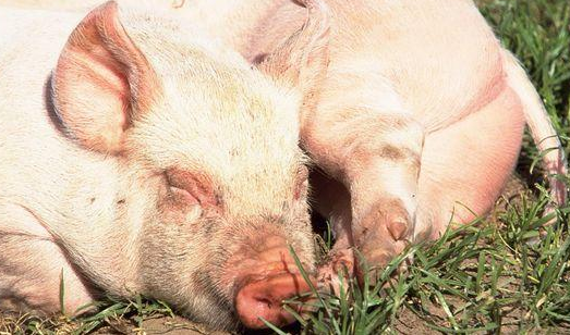 2018河南民营企业社会责任100强榜单发布 牧原集团位列榜首