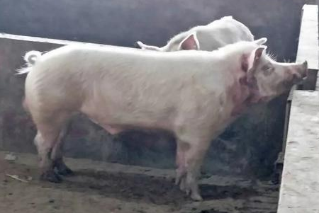 惨剧！男子被500多斤重公猪咬死 獠牙长约6厘米