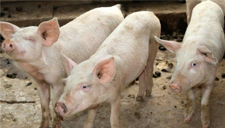 训练后备母猪使用母猪电子饲喂系统（ESF）