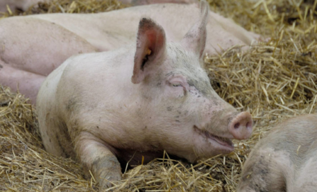 70个样本5个检出非洲猪瘟病毒，辽宁省紧急通知加强防控！