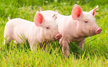 为什么中国落后的畜牧养殖业竟诞生了如此多富豪？