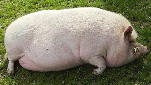 近期强力霉素价格再次飙升，涨6.4%！氟苯尼考15日涨12%