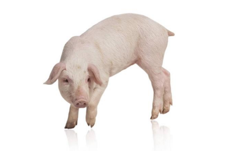 全国重点屠企收购行情 洛阳正大下跌0.5元/公斤