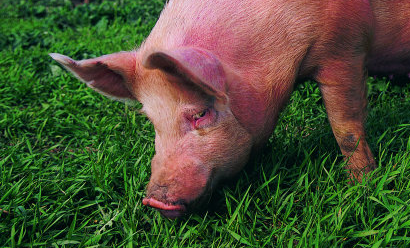 2018年10月06日全国内三元生猪价格行情涨跌表