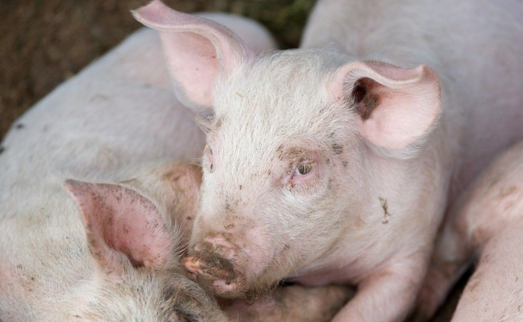 12部委联手整治环保！大批药企面临搬迁改造、养殖业仍是监管重点