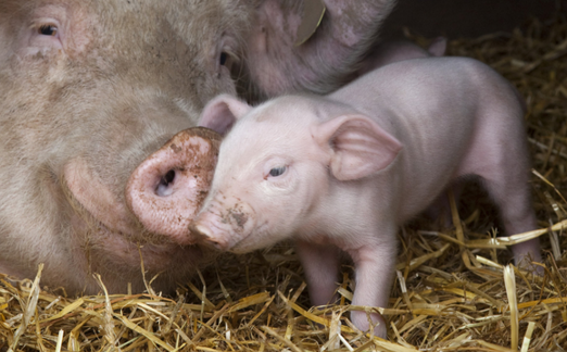 2018年10月07日全国外三元生猪价格行情涨跌表