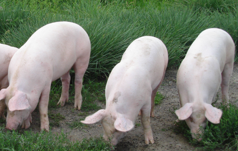 关于促进规模化畜禽养殖有关用地政策的通知