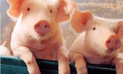 辽宁非洲猪瘟肉流入山西平遥、介休等两地，扑杀全部“泔水猪”？