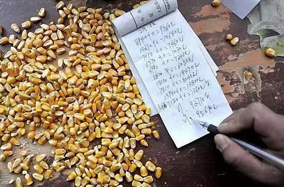 太可恶了！卖玉米被骗”全过程！各村千万警惕！