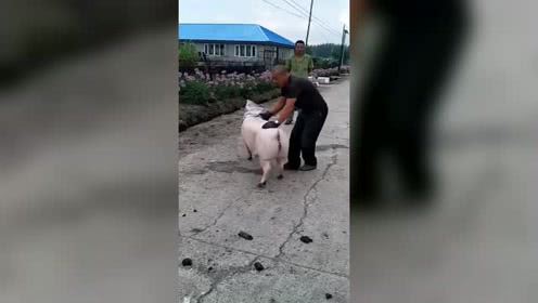 见过套猪吗？现在会这个技术的不多了，一击即中，一看就是高手